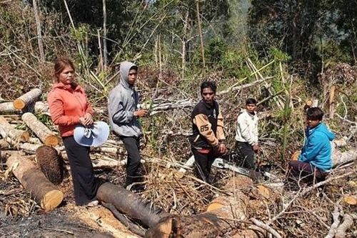 Thuê người phá 4,4ha rừng phòng hộ