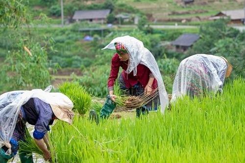 Phát triển hài hòa 'văn minh nông nghiệp' và 'văn minh công nghiệp'