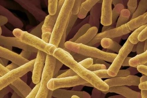 Phát hiện enzyme có thể biến không khí thành năng lượng