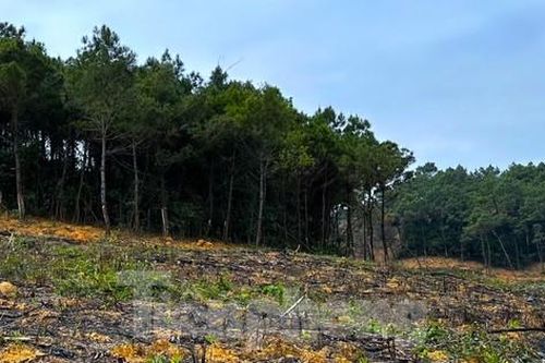 Vụ chặt thông trên rừng để trồng keo: Cơ quan chức năng vào cuộc xác minh
