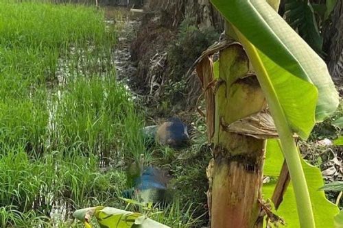 Rủ nhau đi bắt cá đêm, 2 thanh niên nghi vướng vào bẫy điện diệt chuột tử vong