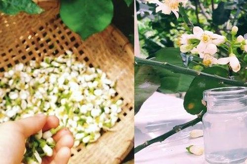 Tháng 3 mùa hoa bưởi: Chuyên gia chỉ loạt bài thuốc chữa bệnh và làm đẹp