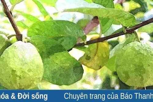 Nhớ lắm cây ổi tuổi thơ!