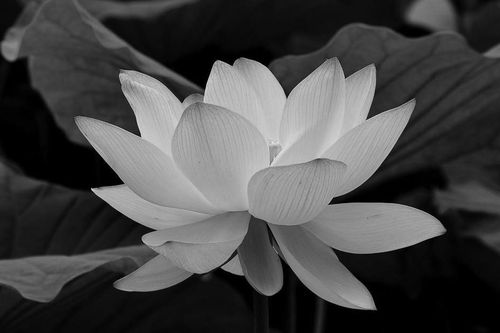 Phân ưu