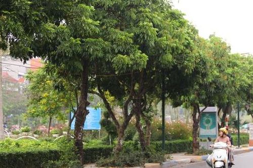 Hàng cây chục năm tuổi trên phố đi bộ Trịnh Công Sơn sắp bị di dời