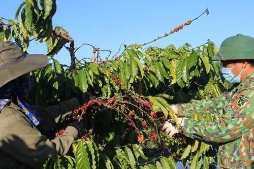 Xây dựng chuỗi ngành hàng cà phê Việt Nam chất lượng cao