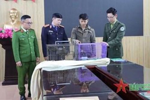 Lai Châu: Bắt giữ đối tượng mua bán động vật hoang dã quý hiếm