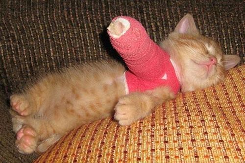 Loạt ảnh 'bá đạo' khi động vật bị bó bột, lắp xe lăn
