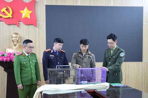 Bắt giữ đối tượng mua bán động vật hoang dã quý hiếm