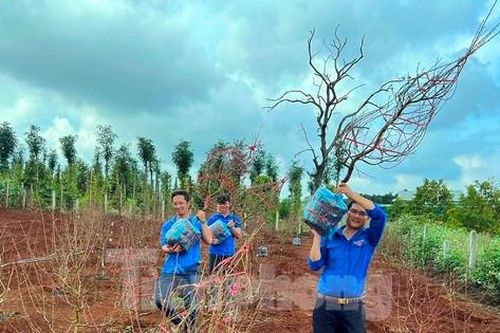 Làm giàu từ bán hoa đào