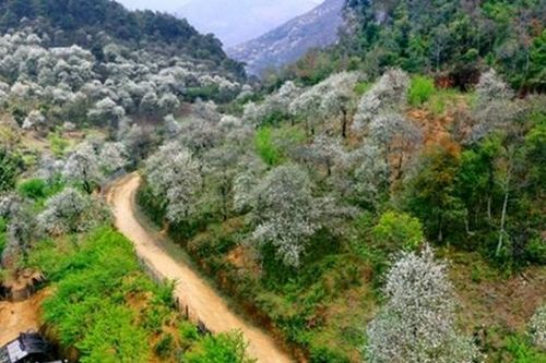 'Ngày hội hoa sơn tra' Mù Cang Chải năm 2023 sẽ diễn ra vào 18, 19/3