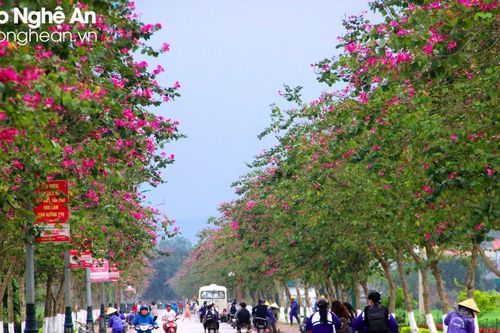 Hàng trăm cây ban tím khoe sắc trên cung đường về Kim Liên quê Bác