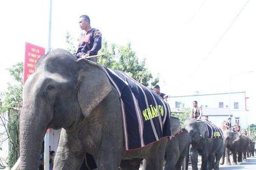 Đắk Lắk: Nhiều hoạt động thú vị, nhân văn dành cho voi