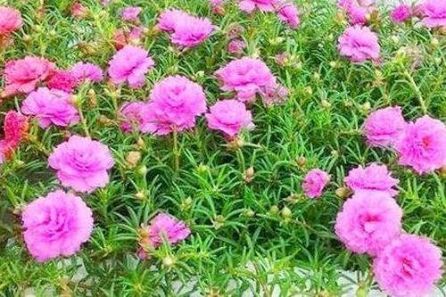 Hoa mười giờ