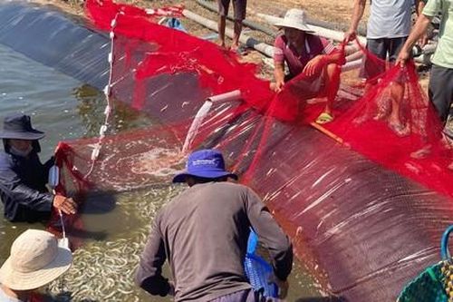 Điều tra vụ 3 hồ nuôi tôm đang thời kỳ phát triển nghi bị đầu độc