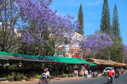 Đà Lạt đẹp mộng mơ mùa hoa phượng tím khoe hương