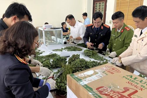 Phát hiện gần 1 tạ cây, quả thuốc phiện tươi