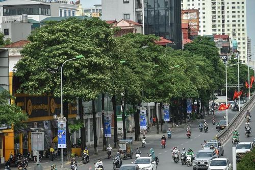 Hà Nội: Tham vấn ý kiến chuyên gia trước khi thay thế cây hoa sữa ở một số khu vực
