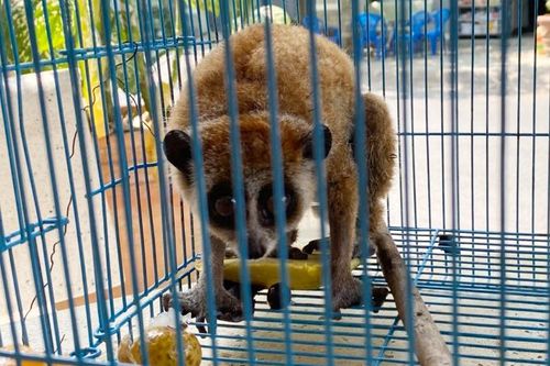 Cu li quý hiếm bò vào nhà dân ở TP.HCM