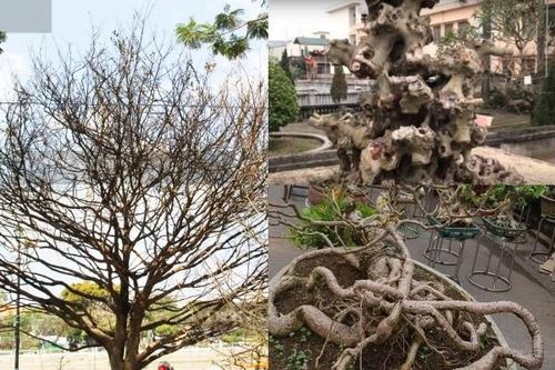 Giật mình cây cảnh như củi khô vẫn 'hét' giá bạc tỷ