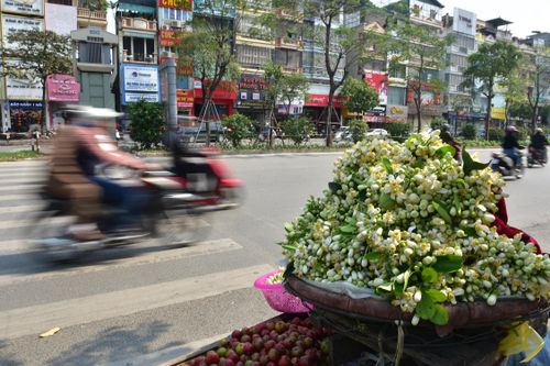 Nồng nàn hương bưởi