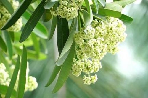 Tham vấn ý kiến chuyên gia trước khi thay thế cây hoa sữa ở một số khu vực tại Hà Nội