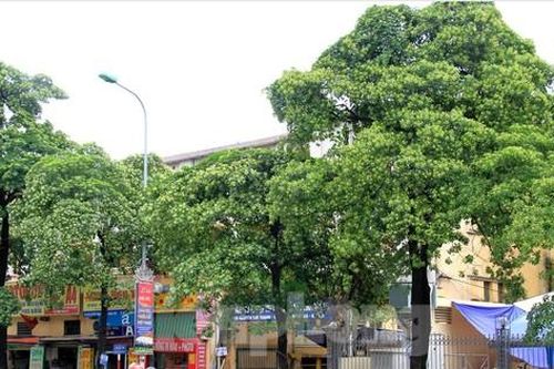 Hà Nội sẽ thay bớt cây hoa sữa vì 'mùi hương nồng nặc'