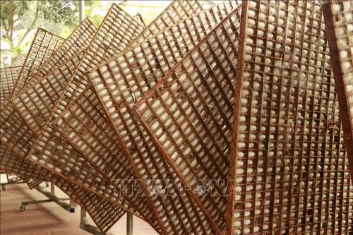 Giá kén tằm tại Lâm Đồng tăng cao kỷ lục