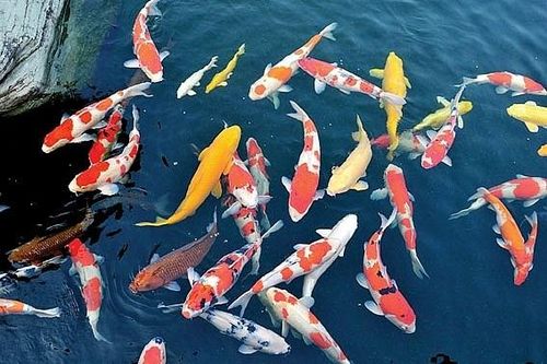 Những hồ cá Koi đắt giá bậc nhất Việt Nam