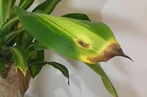 8 dấu hiệu cho thấy cây cảnh bạn trồng đang gặp vấn đề