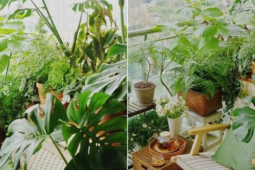 Khéo biến 6m2 ban công thành khu vườn xanh mướt