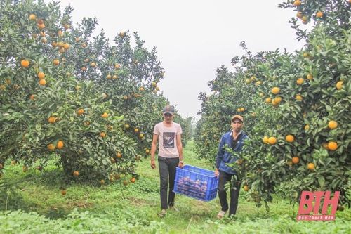 Thạch Thành phát triển các sản phẩm nông nghiệp chủ lực