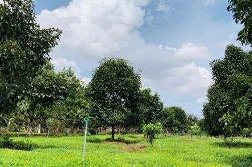 Đất ở nông thôn hiện nay được miễn thuế đất phi nông nghiệp