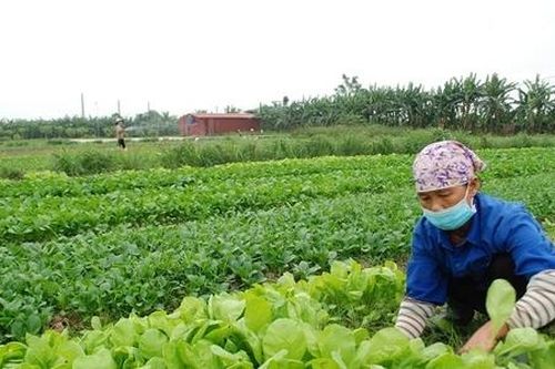 HTX chung tay cùng chính quyền xóa nghèo