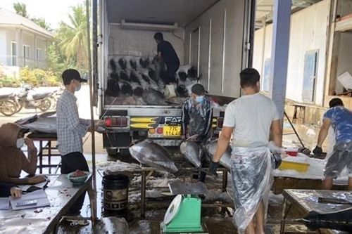 Phát triển bền vững nghề khai thác cá ngừ đại dương