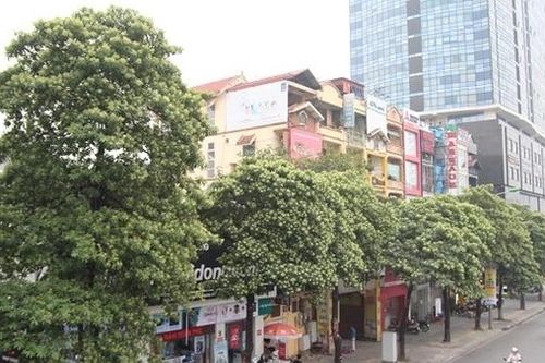 Hà Nội lấy ý kiến thay cây hoa sữa để 'giảm mùi hương đậm đặc'
