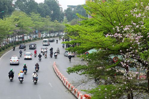 Hà Nội đẹp ngỡ ngàng dưới những hàng cây
