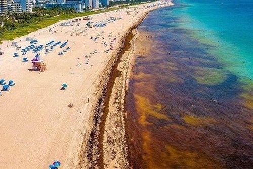 Thảm rong biển dài hơn 8.000 km đe dọa các bãi biển tại Mỹ
