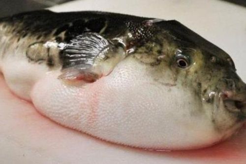 Ngộ độc cá nóc, một người đàn ông người tử vong