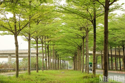 Ngắm bàng lá nhỏ giữa sắc xuân Hà Nội