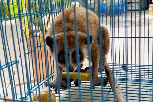 Động vật Sách đỏ leo tường nhà dân ở TP.HCM: Loài cực hiếm!