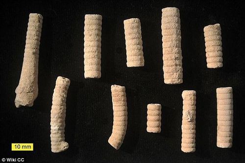 Sự thật ngỡ ngàng về hóa thạch 'đinh vít' của người ngoài hành tinh