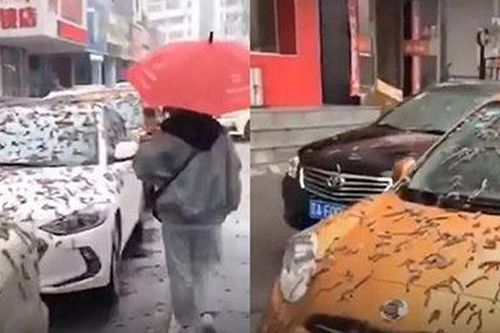 Hãi hùng những 'con sâu' phủ kín ô tô như trong phim kinh dị
