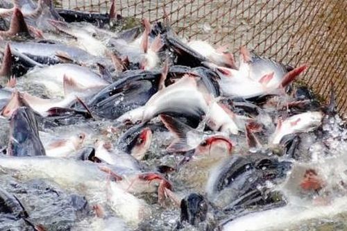 Cá tra Việt Nam xuất khẩu sang Brazil giảm đến 51%