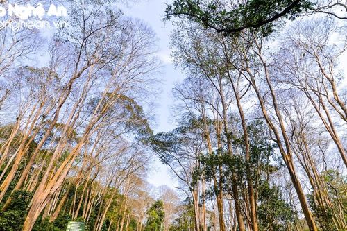 Nỗ lực bảo vệ tốt trên 86.000 ha rừng phòng hộ đầu nguồn ở Tương Dương