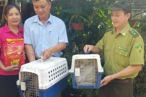 Chi cục Kiểm lâm TP Hồ Chí Minh tiếp nhận 2 cá thể khỉ và 1 cá thể cu li từ người dân