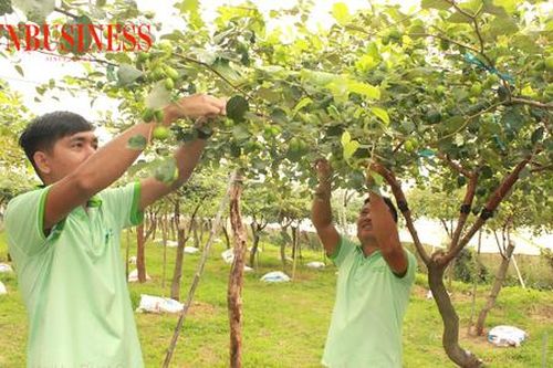 Giúp dân thoát nghèo ở nơi 'gió như phang, nắng như rang'