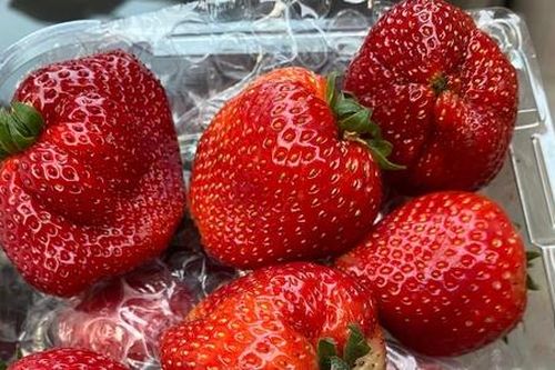 Dâu tây siêu rẻ xuống phố, bán cả nghìn tấn nhưng chỉ hòa vốn