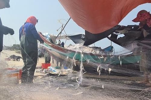 Ngư dân trúng ' lộc biển', thu về cả trăm triệu đồng