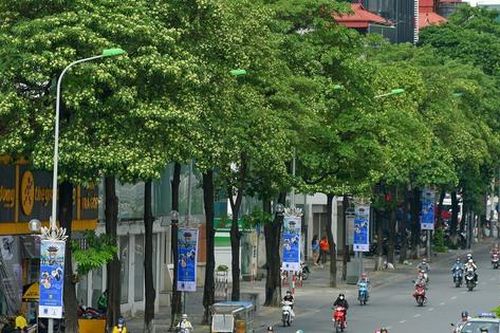 'Tỉa bớt cây hoa sữa ở tuyến phố trồng quá dày là cần thiết'